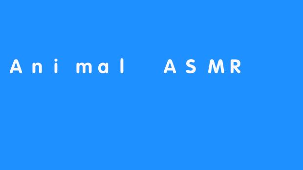Animal ASMR